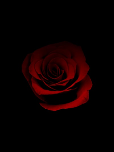 红玫瑰的照片
